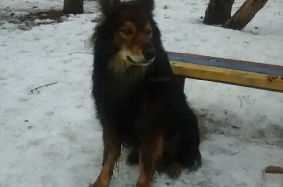 Найдена собака в Екатеринбурге - Жанна Гайно, контакт в описании!