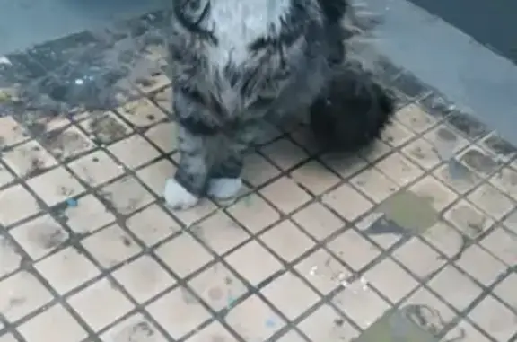 Найден кот на ул. Паромная, 7к3 в Москве