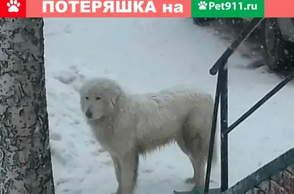 Найдена собака на Славянском шоссе, ищем хозяев.