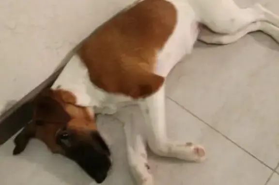 Пропала собака в Мещерино, Московская область