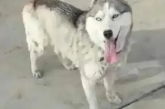 Пропала собака породы хаски в Краснокумском, Георгиевского района