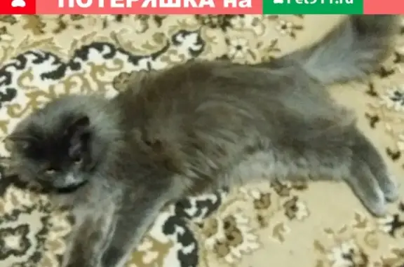 Пропал кот в Балахне на Кирова