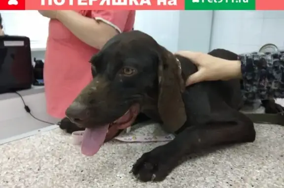 Найден щенок курцхара на Объездной в Ставрополе