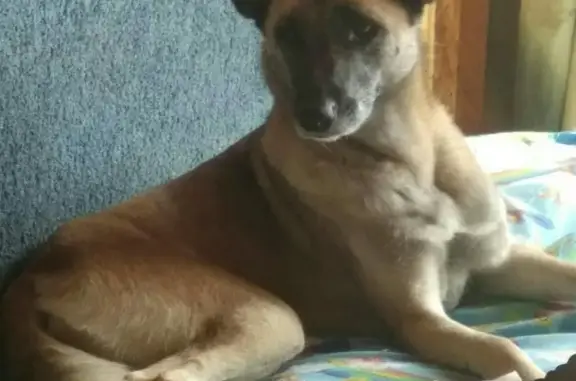 Пропала собака Гретта в Железногорске, Курская область