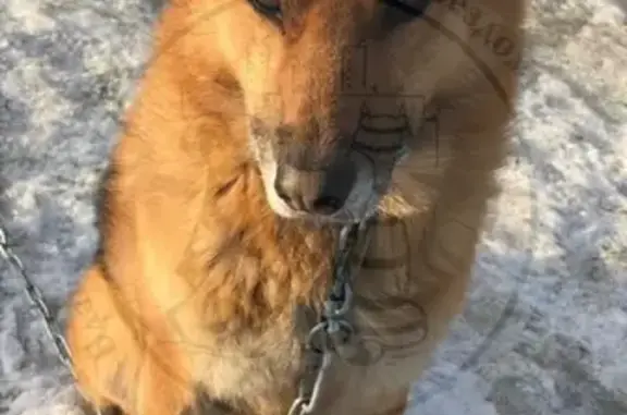 Найден красивый пёс в Березовском