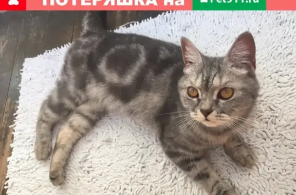 Найдена Шотландская кошка в Волгограде