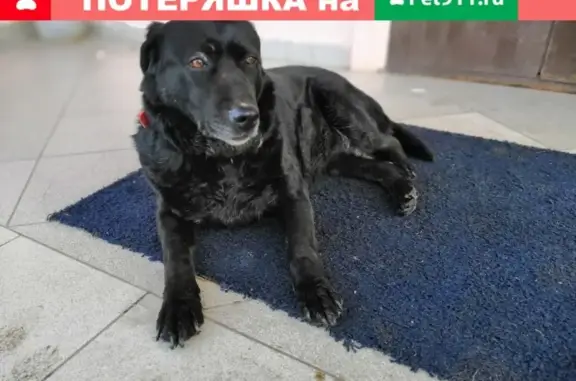 Собака найдена на Маршала Савицкого, д. 12, Москва