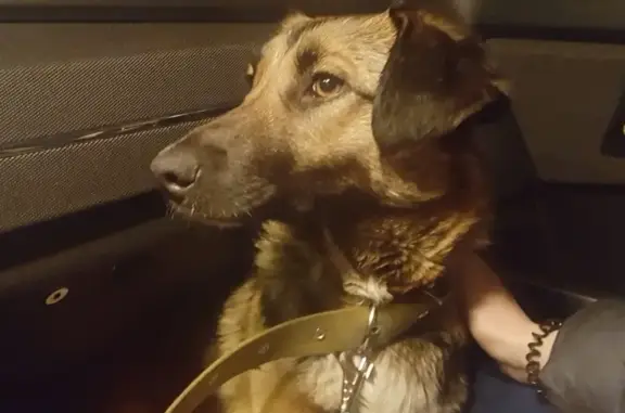 Найдена собака Найда в Оренбурге