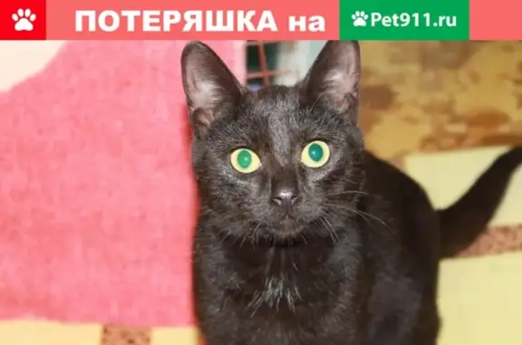 Пропал кот на улице Пряженникова, Глазов