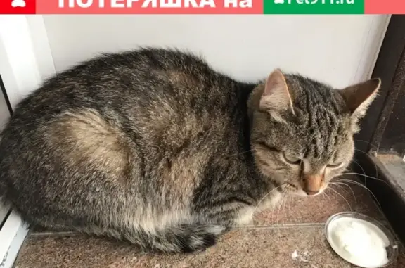 Найдена кошка на ул. Газовиков 25к3