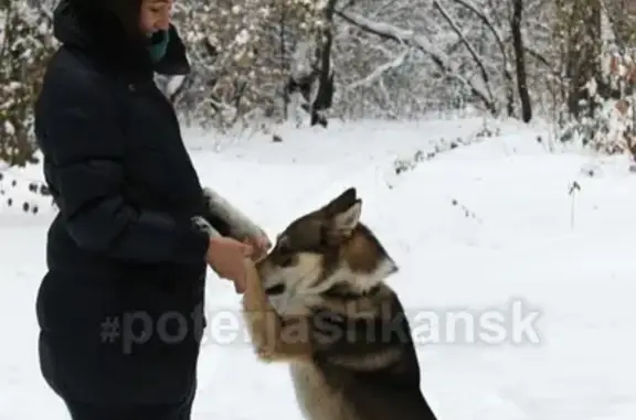 Пропала собака Балто в Новосибирске