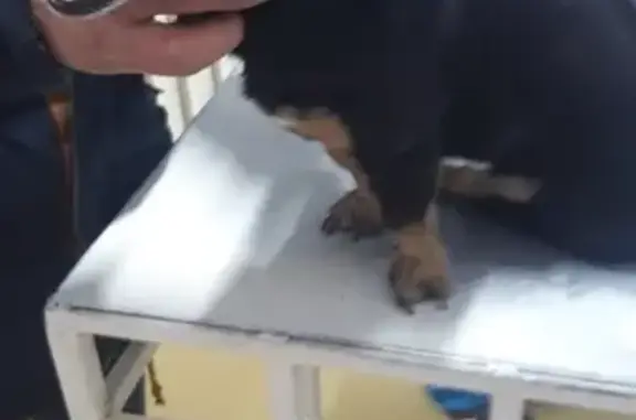 Собака в голубом ошейнике найдена в Челябинске