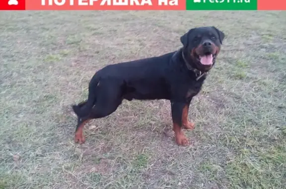 Пропала собака на улице Горького в Чите