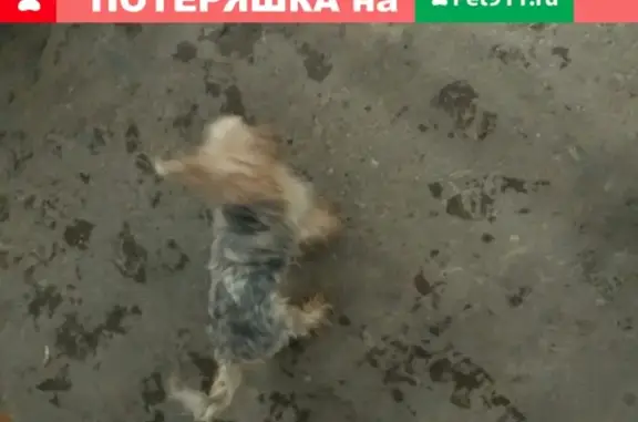Собака найдена в Перми, ищем хозяина