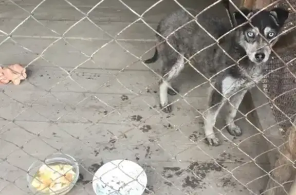 Собака найдена возле конечной остановки 20 в Горно-Алтайске