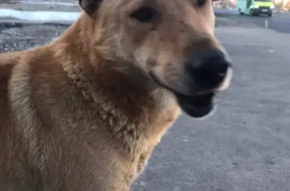 Найден пес на Фрязевском шоссе в Электростали
