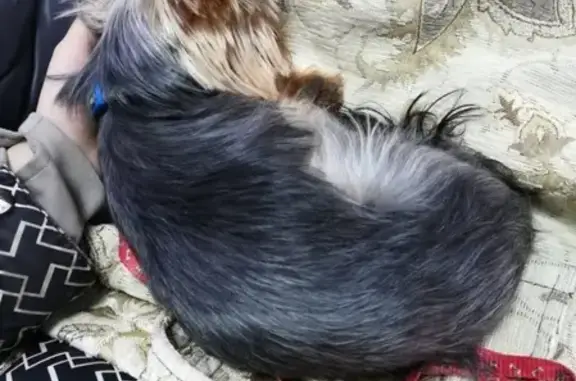 Пропала собака Чарли на 5 Восточной, Омск