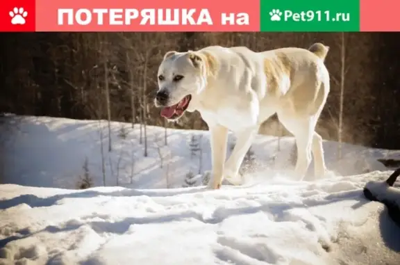 Пропала собака Эмма в Чапаевске