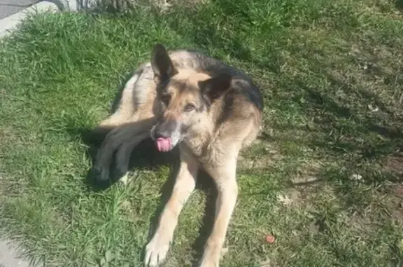 Найдена собака в Майкопе без ошейника