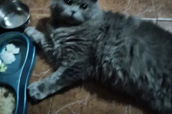 Потерянные животные Белгород, фото: Пропал кот, ул. Ушакова, Белгород. Помогите найти!