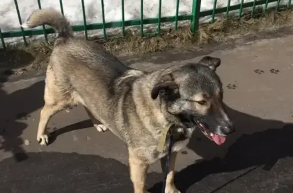 Пропала собака в Егорьевске!