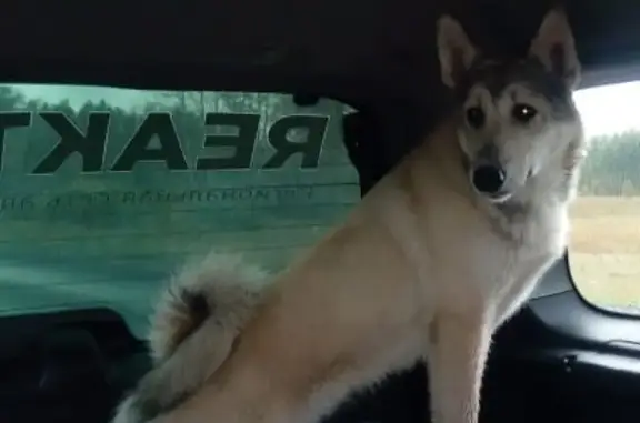 Пропала собака Линда на ул. Изыскателей, Новосибирск