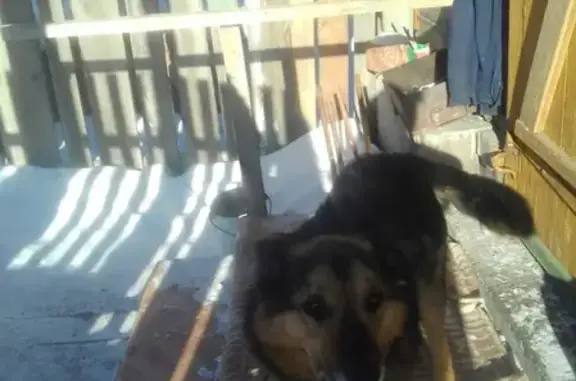 Объявления о пропавших и найденных животных, Аршан, фото: Пропала собака Лорд в п.Аршан, Калмыкия