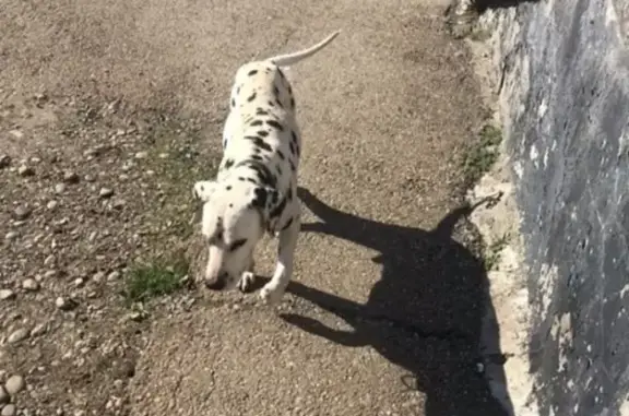 Найдена собака в Майкопе, возле реки Белой