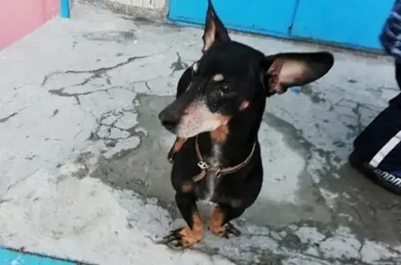 Найдена собака возле детской площадки на Бахилова, требуется передержка или новые хозяева.