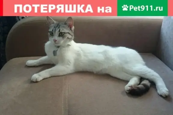 Пропала кошка Ариша в деревне Полтево, Балашиха.