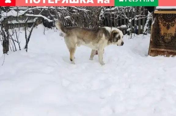 Пропала среднеазиатская овчарка в Балахне, Нижегородская область
