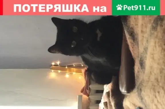 Собака-кошка с воротничком на Загородном проспекте, СПб