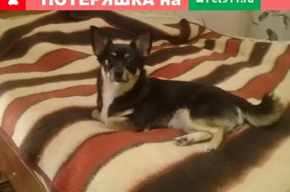 Пропала собака в Коломенском районе, адрес - Малая улица, 29.