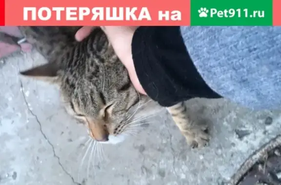 Найден ласковый кот в Одинцово.