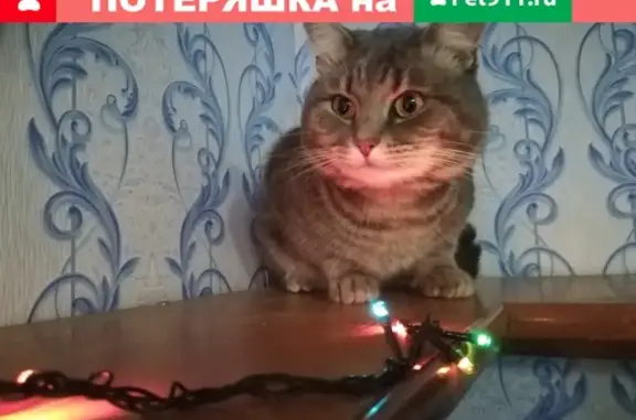 Пропал кот Василий на ул. Мусинского, Архангельск