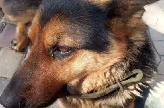 Пропала собака Альфа в Старом Кировске на ул. О. Кошевого-Пацаева