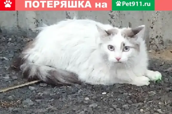 Найдена кошка в Новокузнецке
