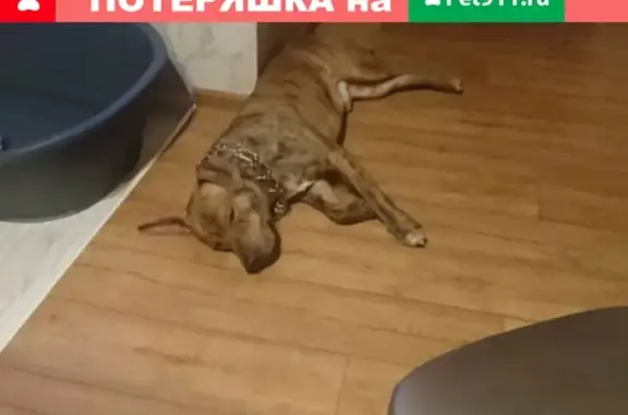 Пропал пёс Гай на улице Александрова, Мурманск