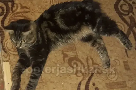 Пропала кошка Тишка в Бердске, Новосибирская область