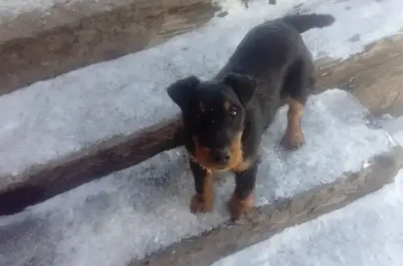 Пропала собака в Черепаново, вознаграждение