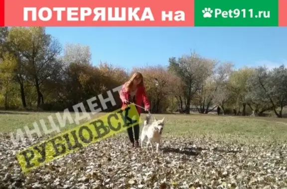 Пропала собака в районе лицея 7 в Рубцовске