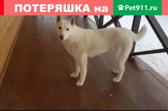 Пропала собака Вольт в районе Сатала, Якутск