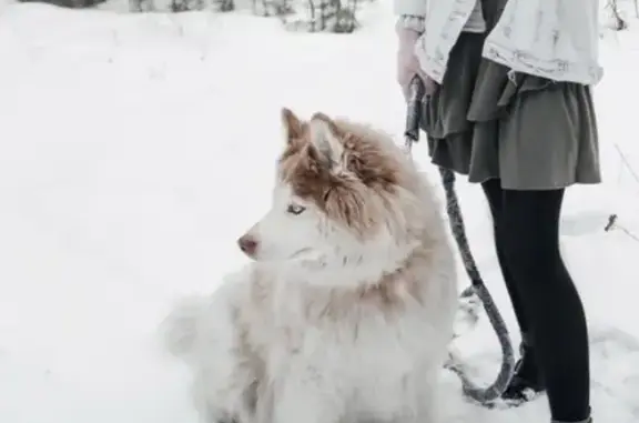 Пропала собака на Голоустенском тракте, помощь нужна!