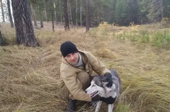 Собаки потеряшки, село Павловск, фото: Потеряшка хаски на улице Сосновая, Павловский район, Алтайский край