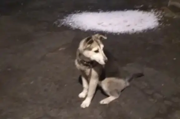 Найдена собака в Обнинске, ищем хозяев!
