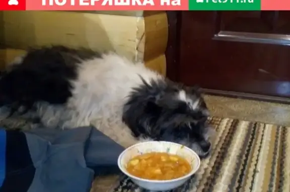 Найден пёс в Калининграде, пос.Храброво, возраст 5-6 лет