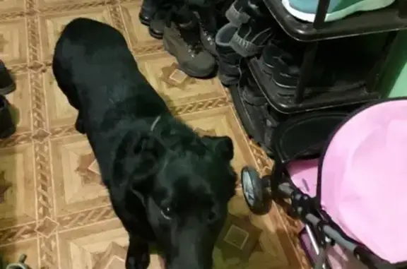 Найдена домашняя собака в Красноярске