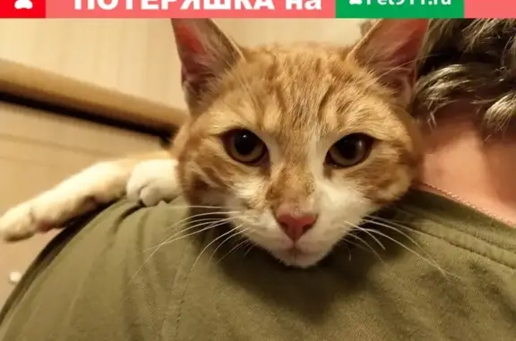 Найдена кошка на ул. Ново-Александровская, СПб