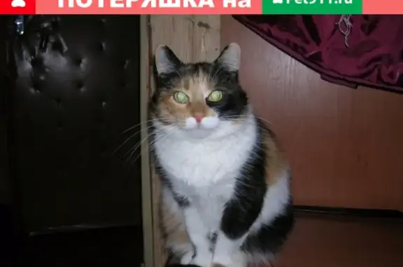 Пропала кошка в Кохме, Ивановская область