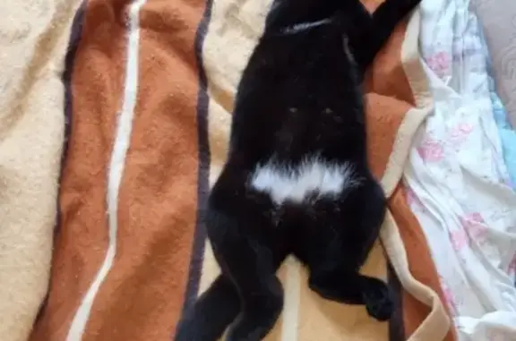 Кошки потеряшки, Великий Новгород, фото: Потеряшка кошка Буся в Великом Новгороде